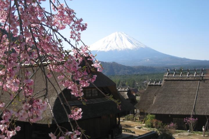 富士山と桜 西湖いやしの里根場