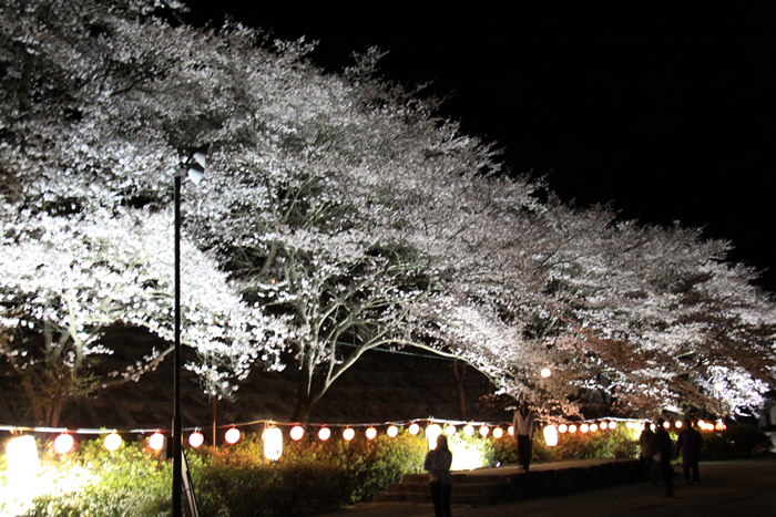 夜桜ライトアップ 甚六桜