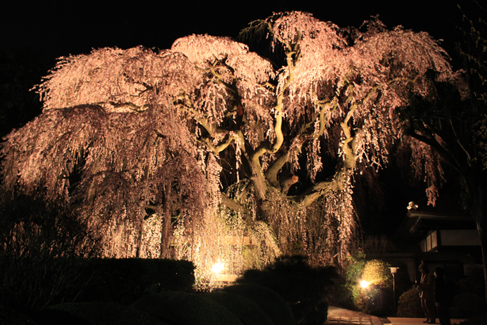 夜桜ライトアップ 慈雲寺