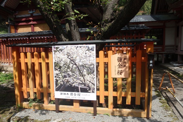 御利益初詣　金櫻神社