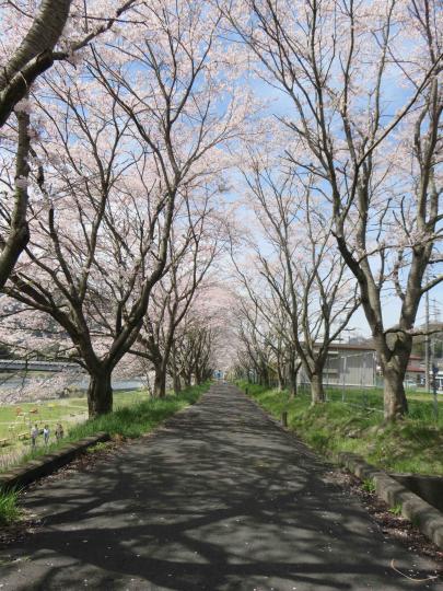 新田河川敷の桜1