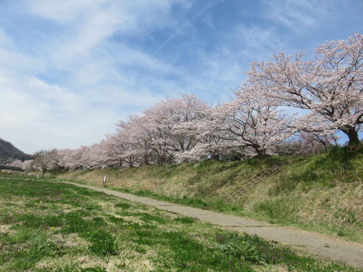 新田河川敷の桜2