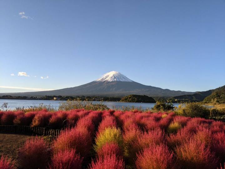 河口湖コキア-3