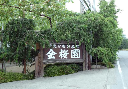 金桜園