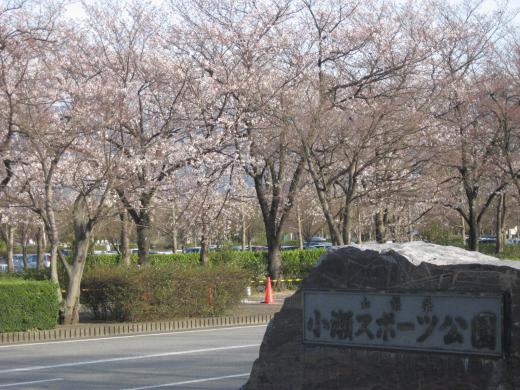 小瀬スポーツ公園の桜1