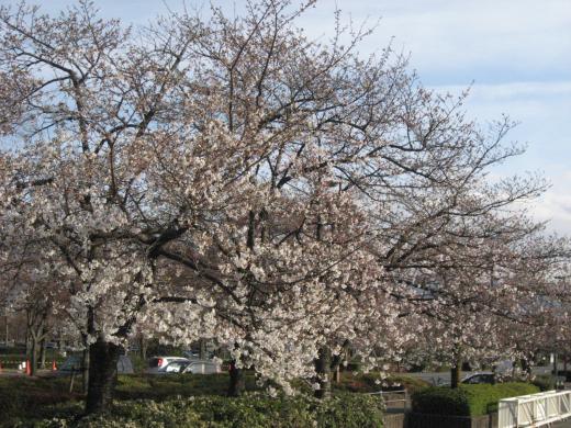 小瀬スポーツ公園の桜2