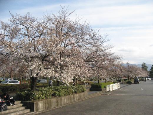 小瀬スポーツ公園の桜3