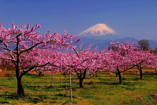 南アルプス市桃源郷の桃の花1