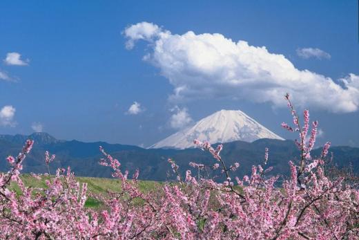 南アルプス市桃源郷の桃の花2