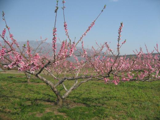 南アルプス市桃源郷の桃の花4