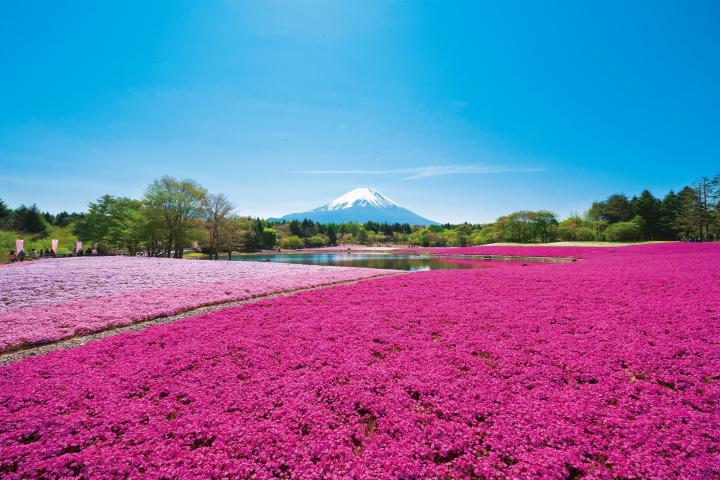 富士山と桜 富士本栖湖リゾート