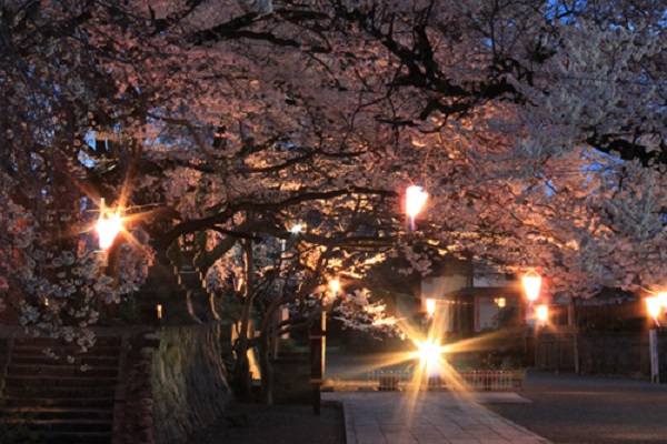 夜桜ライトアップ 妙了寺