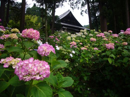 徳栄山妙法寺のあじさい1