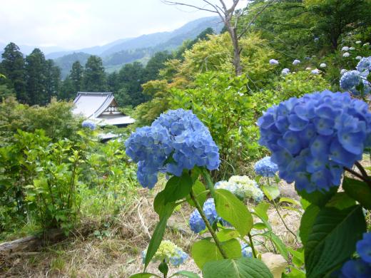 徳栄山妙法寺のあじさい3