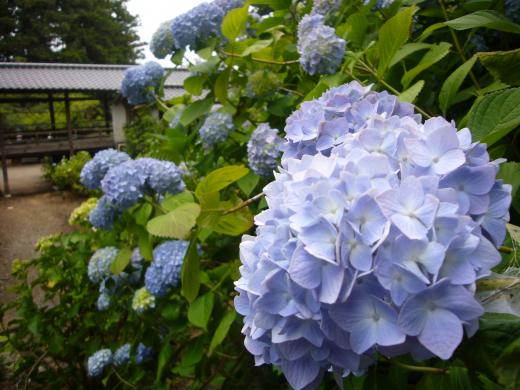 徳栄山妙法寺のあじさい5