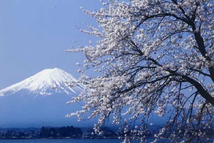 富士山と桜 長崎公園