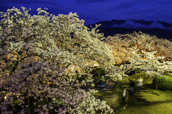 夜桜ライトアップ