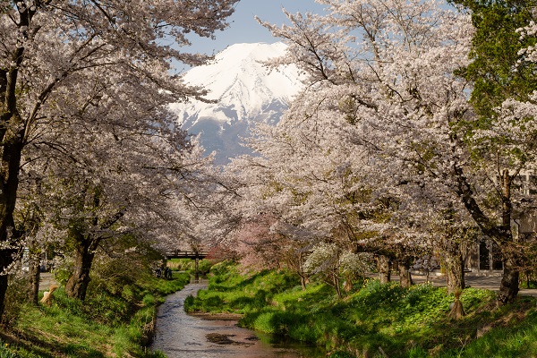 富士山と桜 忍野村お宮橋の桜