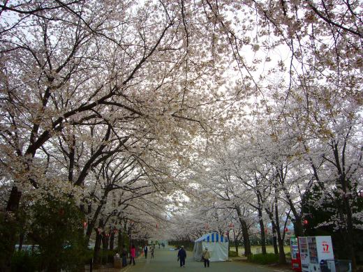 小瀬スポーツ公園の桜4