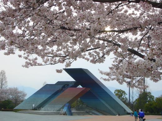 小瀬スポーツ公園の桜5