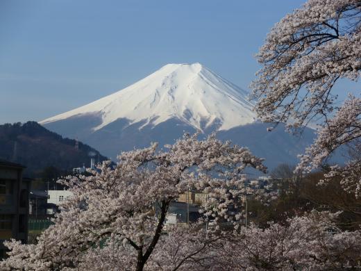 西桂町忠魂碑からの富士山と桜