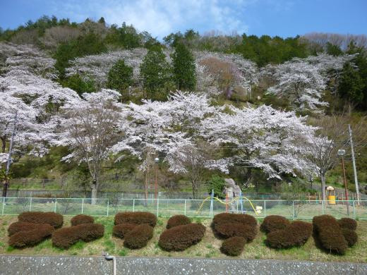 西桂町忠魂碑と桜並木