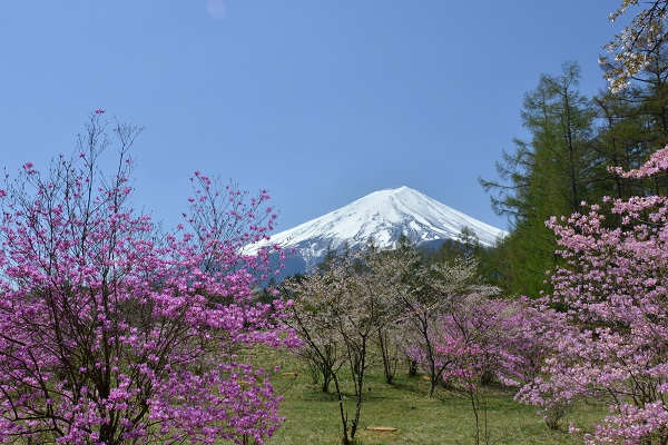 富士山と桜 河口湖創造の森