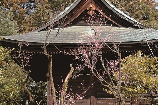 梅をめでる_甲斐國一宮浅間神社