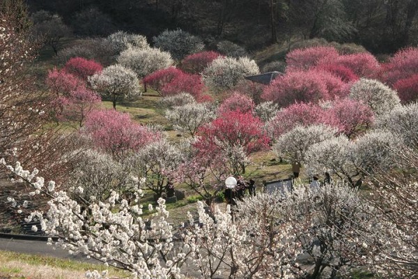 梅をめでる_敷島総合公園