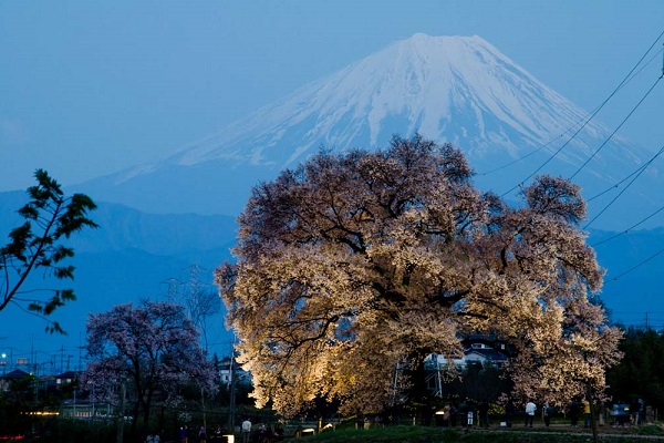 富士山と桜 わに塚の桜