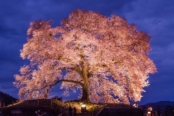 夜桜ライトアップ わに塚の桜
