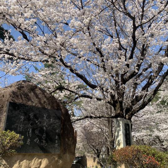 万力公園の桜2