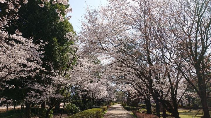 万力公園の桜