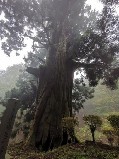 矢立てのスギ全景