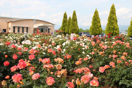 とっても華やかです。