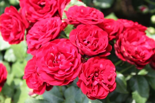 美しい真っ赤なバラ。