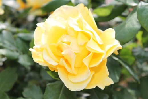 黄色のバラは大輪です。