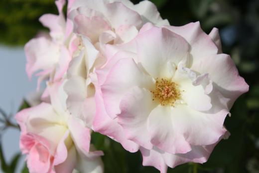 こちらは可憐な色ですね。