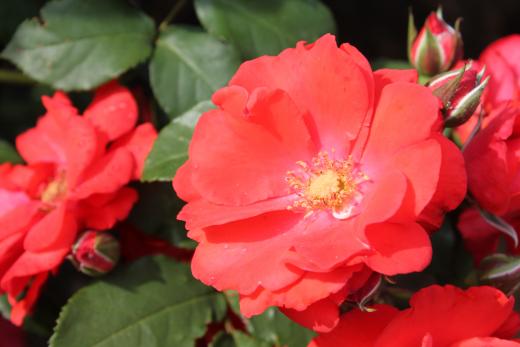 皇后美智子さまの名か付けられた「プリンセスミチコ」。