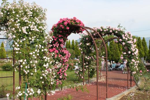 バラのアーチで気分はお姫様？