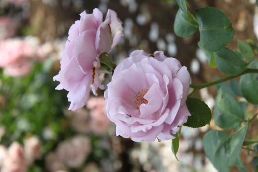 このバラはミントのような爽やかな香りがしますよ。