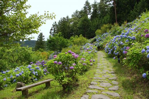 紫陽花の道