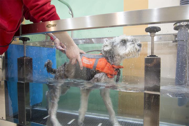 ドッグリゾートwoof 富士の国やまなし観光ネット 山梨県公式観光情報