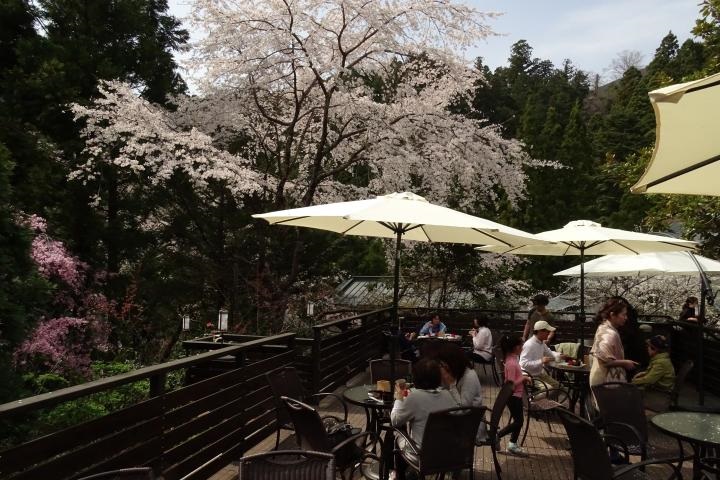 お花見fカフェ 覚林房