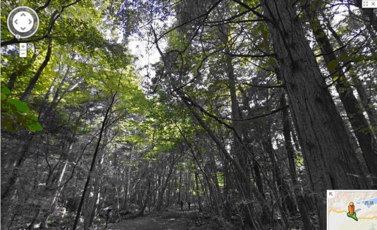 青木ヶ原樹海ストリートビュー 富士の国やまなし観光ネット 山梨県公式観光情報