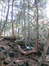 青木ヶ原樹海トレッキング画像（ヤマタノオロチ風樹木）