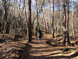 青木ヶ原樹海トレッキング画像（根場浜へ2）