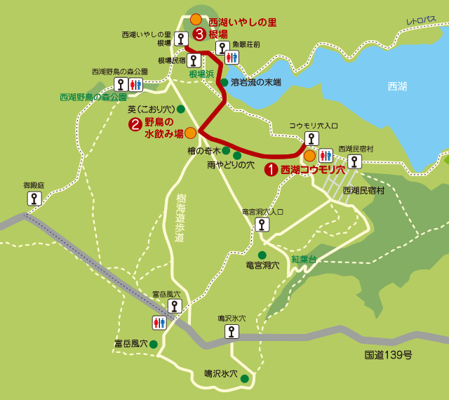 青木ヶ原樹海散策コース 富士の国やまなし観光ネット 山梨県公式観光情報