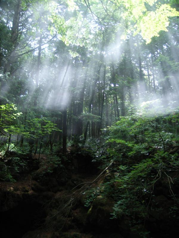 青木ヶ原樹海の自然1