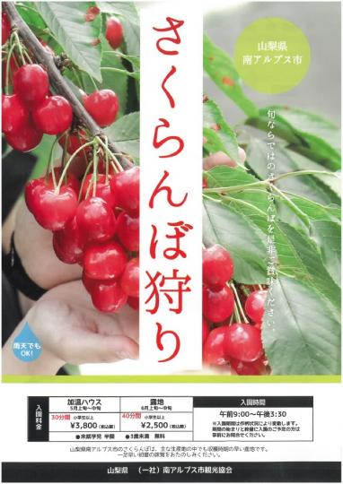 さくらんぼ狩り（南アルプス市）